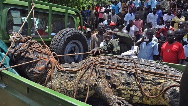 Crocodilo gigante que teria matado quatro pessoas é capturado na Uganda
