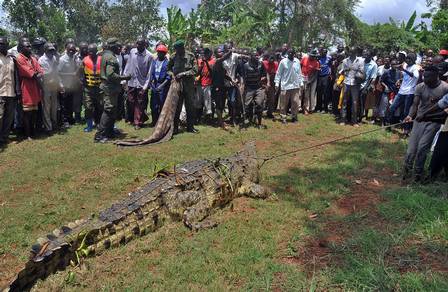 Mais de cem pessoas se reuniram para ver o crocodilo sendo puxado pela parte traseira de uma picape