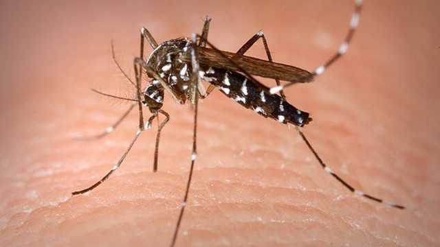 Mosquito da chikungunya é o mesmo que transmite a dengue.