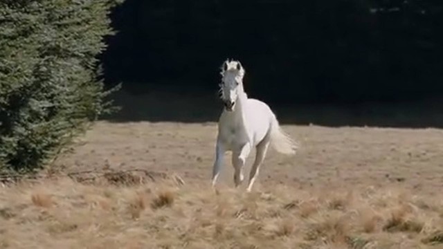 Cavalo que interpretou Scadufax em ‘O Senhor dos Anéis’ morre nos Estados Unidos