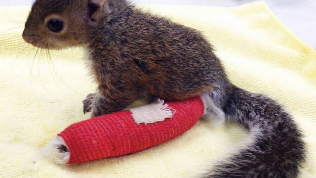 Esquilo despencou 22 metros após cair de ninho e foi salvo por ativistas
