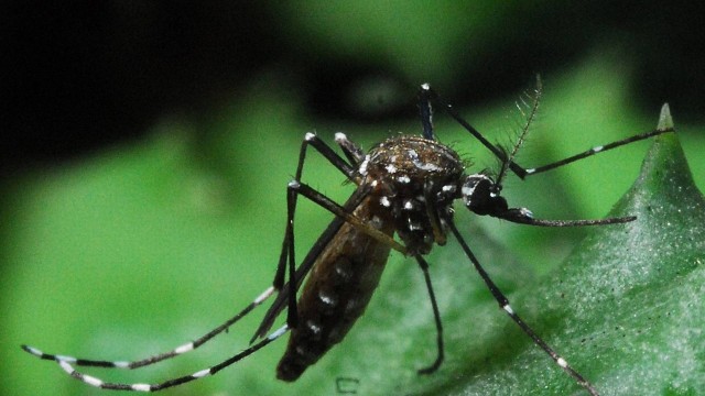 Mosquito da espécie Aedes aegypti, transmissora da dengue