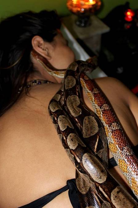 Até três tipos de cobras são usadas nas massagens