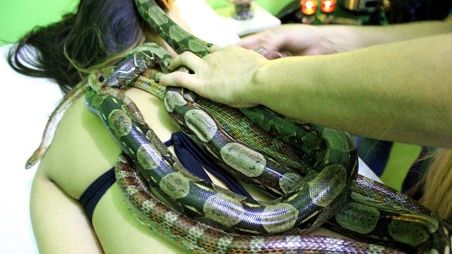 Até um cobra píton é usada na massaagem