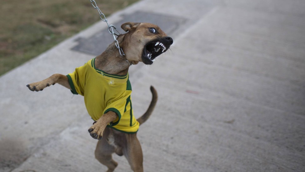 O cachorro palmeirense Valdívia não gostou de ser fotografado perto do Itaquerão, estádio do rival Corinthians