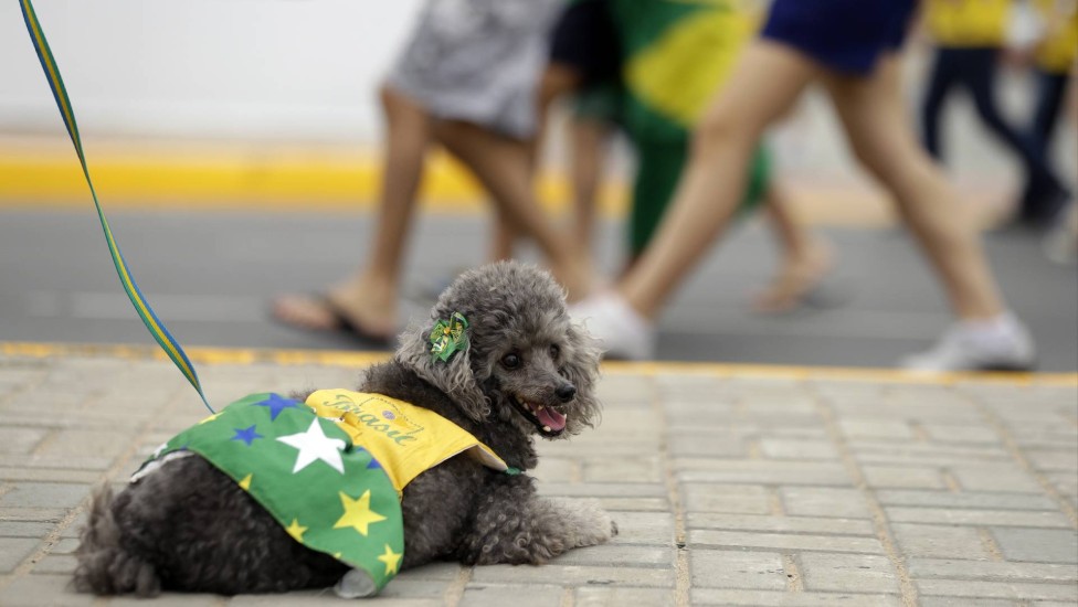 Em Fortaleza, a cadelinha foi vestida com roupa do brasil e até um lacinho verde e amarelo para acompanhar a chegada de torcedores à Arena Castelão