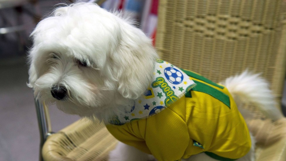 Esse cãozinho foi à pet shop tomar banho e voltou pronto para torcer pelo Brasil, com uma camisa verde amarela