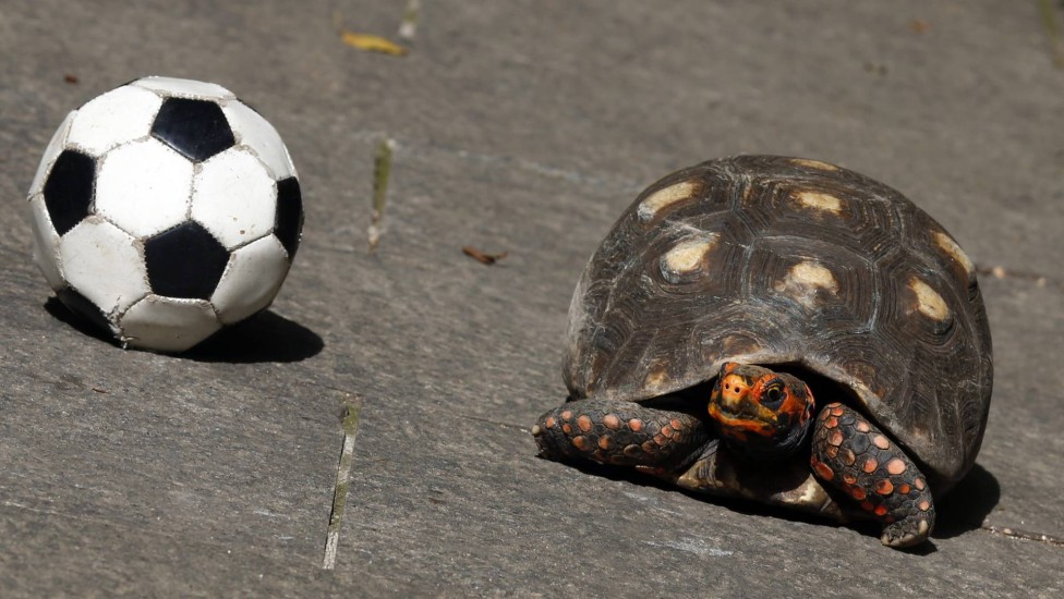 A tartaruga Tina foi fotografada no Rio próximo a uma bola de futebol. Reza a lenda que ela também é capaz de advinhar resultados