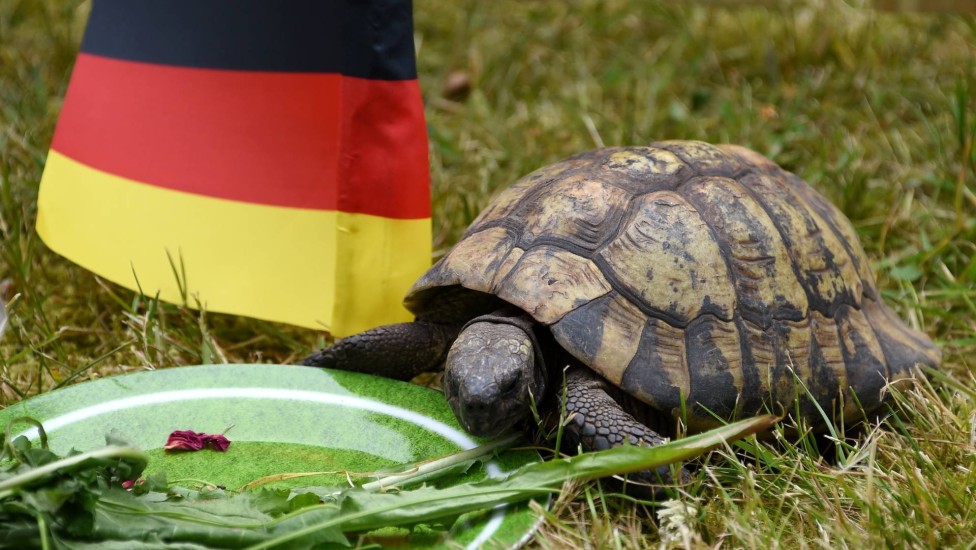 A tartaruga alemã "Momário" também tem tenta advinhar os resultados. Ela "acertou" a vitória sobre Portugal, na primeira rodada