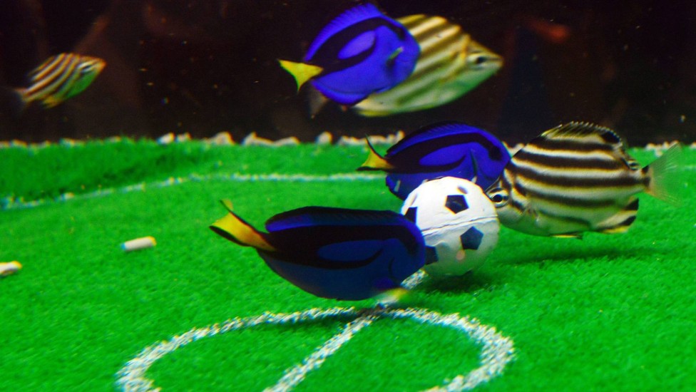 Em Yokohama, no Japão, um parque de diversões organizou uma "partida de futebol" entre peixes, dentro de um aquário. Na bola, havia ração para os animais.