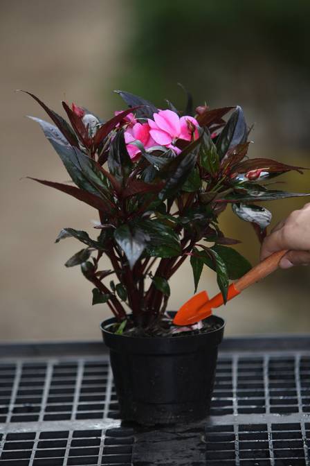 Jardim sem Segredos: aprenda a cuidar da flor beijo americano