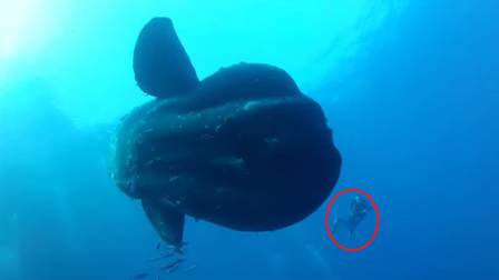 O mergulhador de 1,94 de altura ficou pequeno perto do peixe