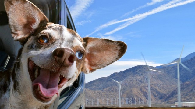 Quem tem um cachorrinho já prenseciou a cena: eles adoram uma janela de carro em movimento