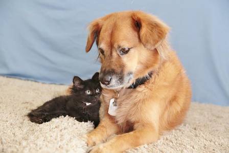 O “cão babá” e um dos gatinhos