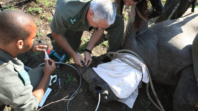 As amostras de sangue e pele são coletadas de um rinoceronte