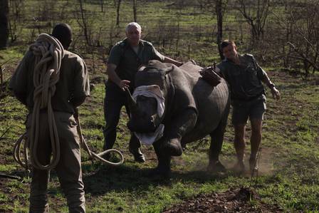 O animal é capturado pelos funcionários do parque nacional
