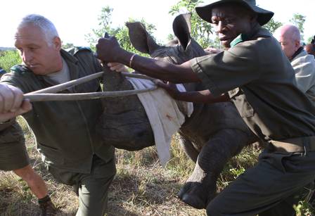 A ideia é criar uma fortaleza onde os rinocerontes fiquem a salvo de caçadores ilegais
