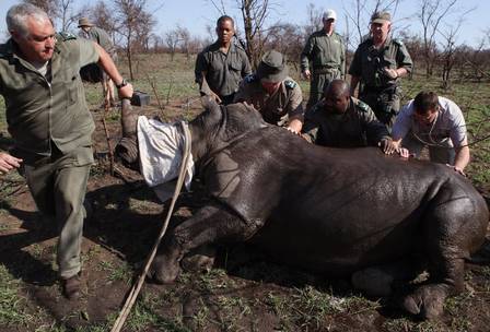 Os funcionários do parque nacional já transportaram 45 rinocerontes para uma área considerada segura