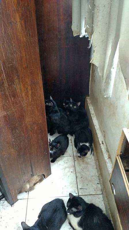 Gatos encontrados em apartamento na Tijuca