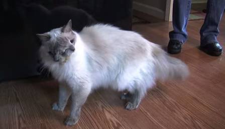 Com deformidade rara, o gato morreu aos 15 anos, superando todas as expectativas de vida