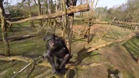 Chimpanzé derrubou o dron que observava o viveiro com um graveto