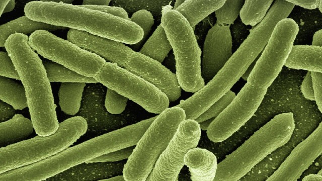 Cepas resistentes de bactérias estão se espalhando globalmente