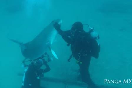 O tubarão recebeu carinho durante um mergulho na Flórida