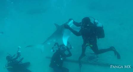 Segundo os mergulhadores, o tubarão continuava voltando para mais carinho e comida