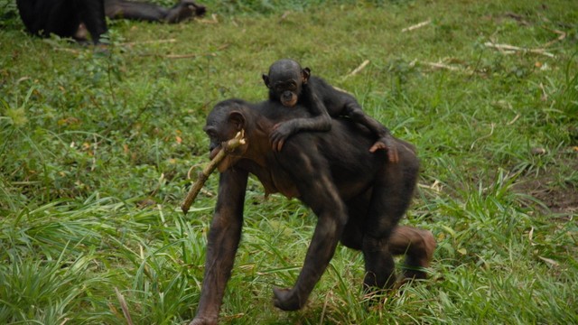 Uma fêmea de bonobo carregando seu filhote: capacidade de acumular gordura corporal é bem maior nos humanos