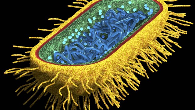 Modelo tridimensional de uma bactéria Escherichia coli: experimento pode permitir que micro-organismo seja usado para liberar remédios em horários precisos no corpo, quando seriam mais eficazes