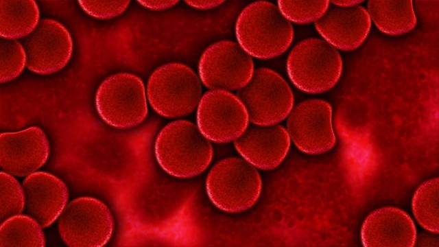 Os testes já mostraram que os glóbulos vermelhos fabricados “são comparáveis, se não idênticos” às células vermelhas comuns do sangue