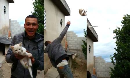 Homem gravou vídeo arremessando gato pelo muro
