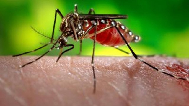 Imagem de uma fêmea de ‘Aedes aegypt’ se alimentando de sangue humano: estratégia tripla de ataque torna quase impossível escapar por completo de suas picadas