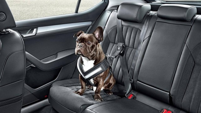 Acessório da fabricante tcheca aumenta a segurança dos cães em viagens de carro -