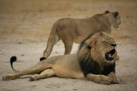 O leão Cecil era o símbolo do Zimbábue
