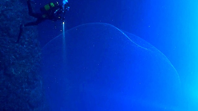 A "bolha" gelatinosa chamou a atenção dos mergulhadoes