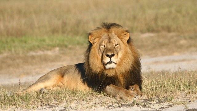 O leão Cecil era um dos símbolos do Zimbábue