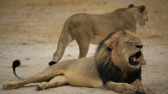 Cecil (na foto) foi morto por um caçador no Zimbábue