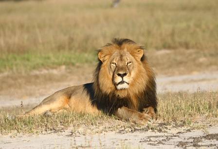 O leão Cecil era um dos símbolos do Zimbábue