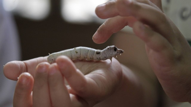 O bicho-da-seda é a larva da mariposa da espécie Bombyx mori: substância produzida pelo inseto pode ajudar no controle do colesterol.