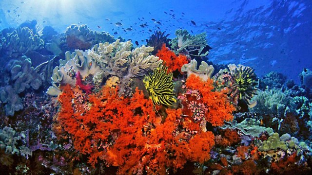Corais: ecossistema em perigo iminente