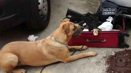Cães farejadores ajudaram na ação da Polícia Federal