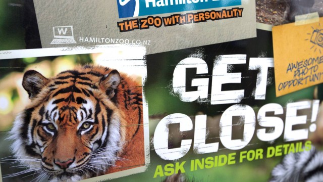 O tigre Oz, de 11 anos, atacou e matou uma das tratadores do zoológico de Hamilton neste final de semana.