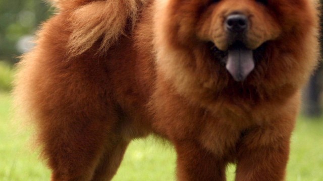Chow chow: cachorros ruivos são adotados mais rapidamente