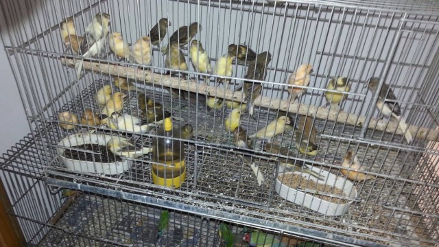 Pássaros apreendidos em depósito, em Honório Gurgel