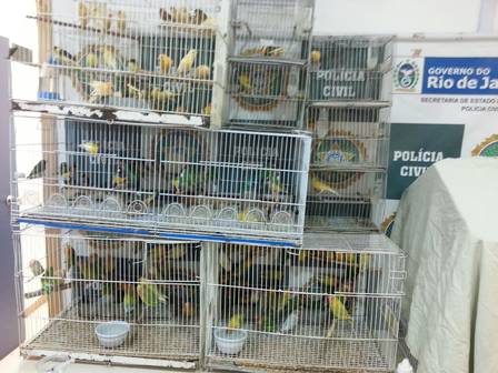 Dono do depósito onde estavam os pássaros foi autuado por crime ambiental