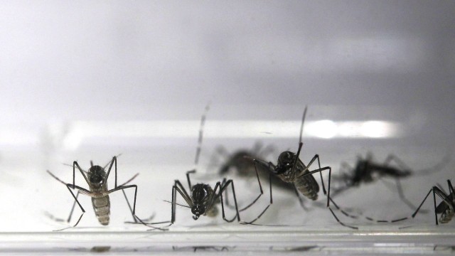 ‘Aedes’ nos laboratórios da Fiocruz.