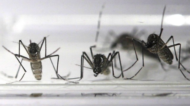 Aedes aegypt, o mosquito transmissor da dengue, também hospeda o Zika vírus