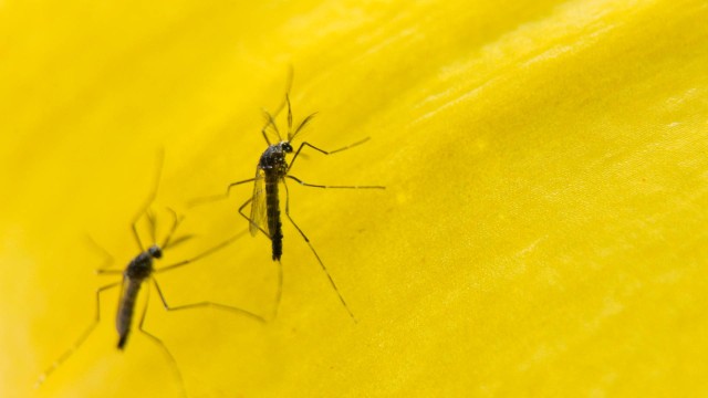 O mosquito Aedes transmite a zika