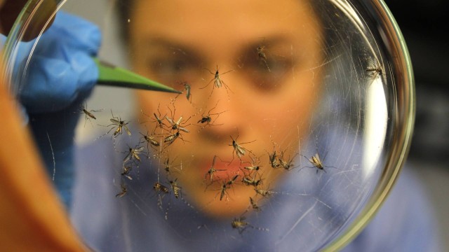 Fiocruz tem laboratório que estuda o mosquito Aedes aegypti